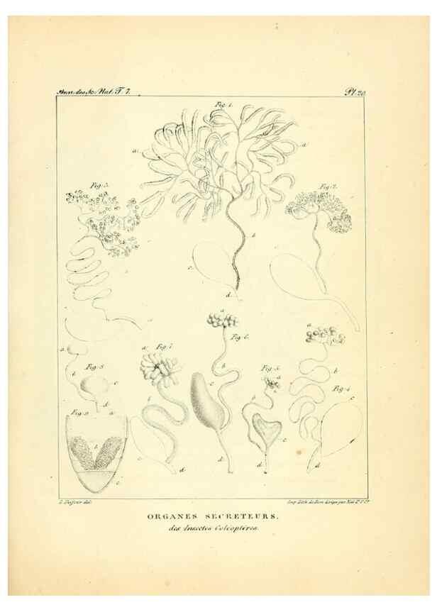 Reproducción/Reproduction 49773314341: Annales des sciences naturelles :. Paris :Crochard. 