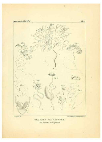 Reproducción/Reproduction 49773314341: Annales des sciences naturelles :. Paris :Crochard. 