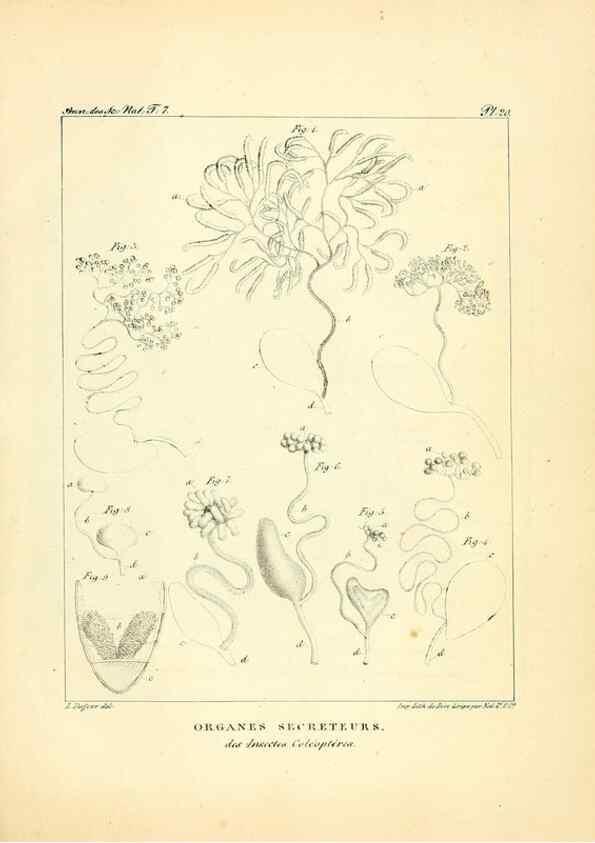 Reproducción/Reproduction 49773314341: Annales des sciences naturelles :. Paris :Crochard. 