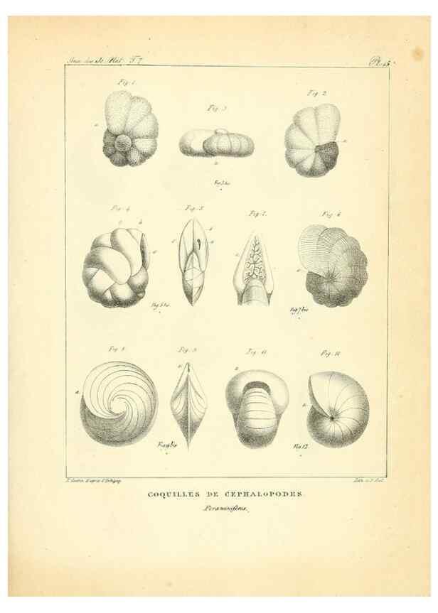 Reproducción/Reproduction 49773312931: Annales des sciences naturelles :. Paris :Crochard. 