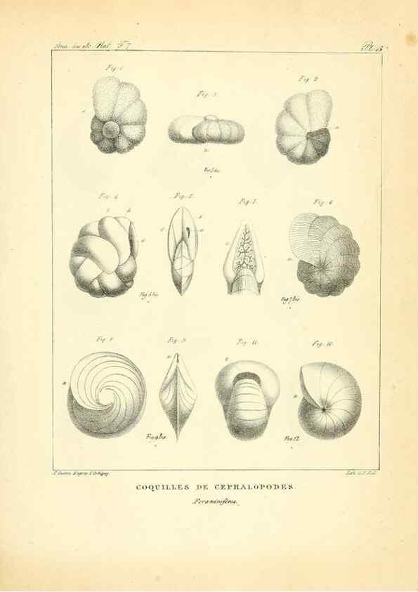 Reproducción/Reproduction 49773312931: Annales des sciences naturelles :. Paris :Crochard. 