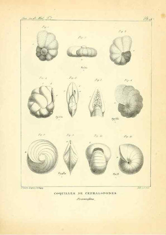Reproducción/Reproduction 49773312931: Annales des sciences naturelles :. Paris :Crochard. 