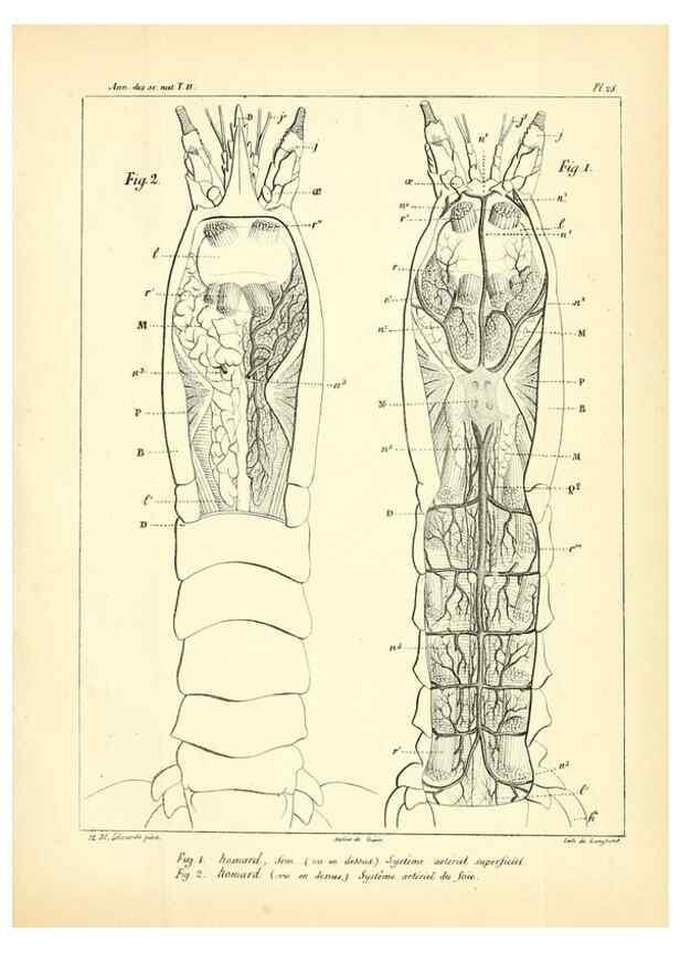 Reproducción/Reproduction 49773659217: Annales des sciences naturelles :. Paris :Crochard. 