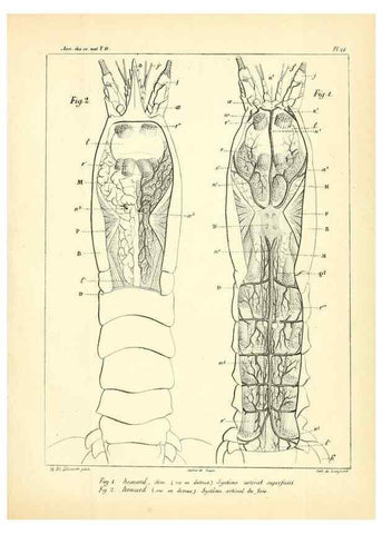 Reproducción/Reproduction 49773659217: Annales des sciences naturelles :. Paris :Crochard. 