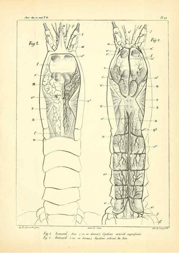 Reproducción/Reproduction 49773659217: Annales des sciences naturelles :. Paris :Crochard. 