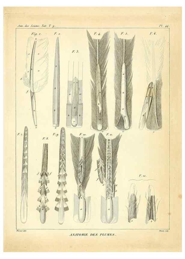 Reproducción/Reproduction 49773648977: Annales des sciences naturelles :. Paris :Crochard. 