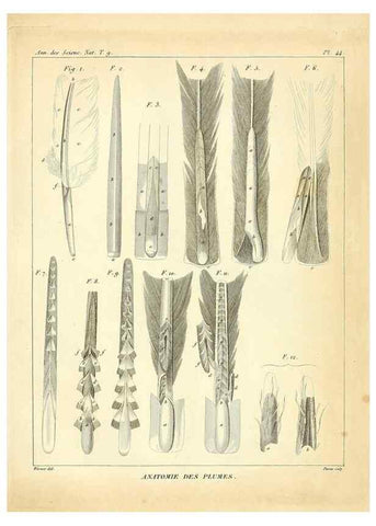 Reproducción/Reproduction 49773648977: Annales des sciences naturelles :. Paris :Crochard. 