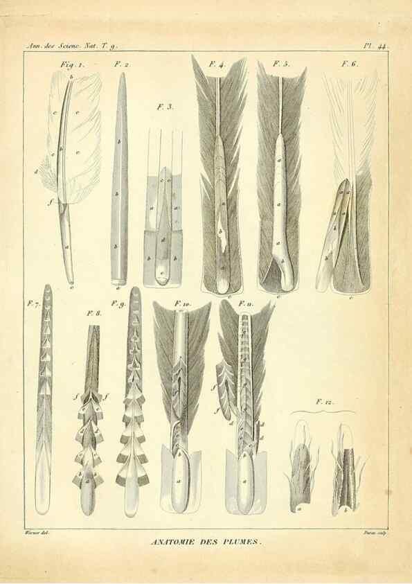 Reproducción/Reproduction 49773648977: Annales des sciences naturelles :. Paris :Crochard. 