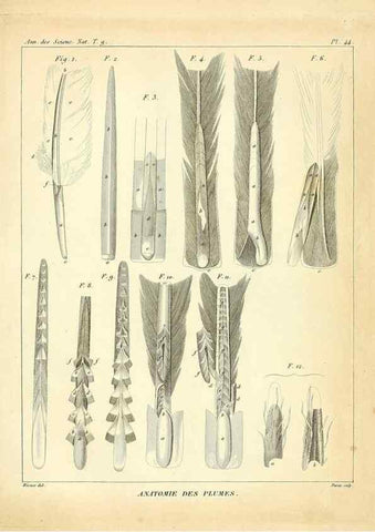 Reproducción/Reproduction 49773648977: Annales des sciences naturelles :. Paris :Crochard. 