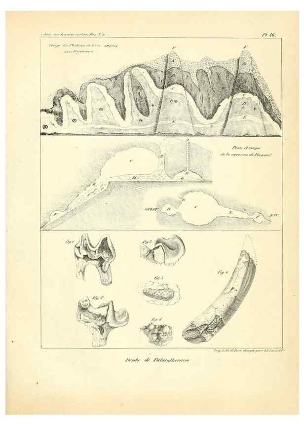 Reproducción/Reproduction 49773649677: Annales des sciences naturelles :. Paris :Crochard. 