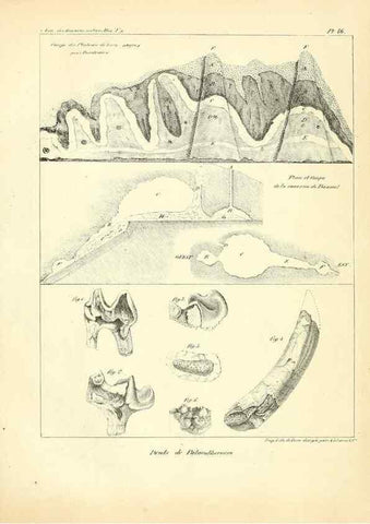 Reproducción/Reproduction 49773649677: Annales des sciences naturelles :. Paris :Crochard. 