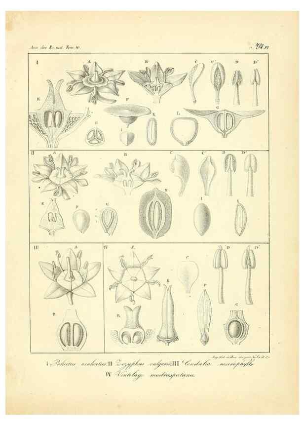 Reproducción/Reproduction 49773654517: Annales des sciences naturelles :. Paris :Crochard. 