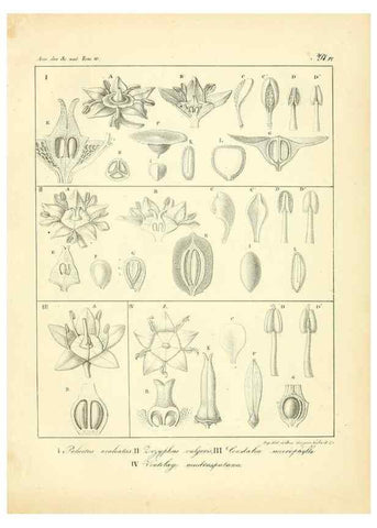 Reproducción/Reproduction 49773654517: Annales des sciences naturelles :. Paris :Crochard. 