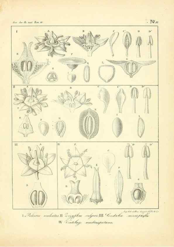 Reproducción/Reproduction 49773654517: Annales des sciences naturelles :. Paris :Crochard. 
