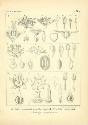 Reproducción/Reproduction 49773654517: Annales des sciences naturelles :. Paris :Crochard. 