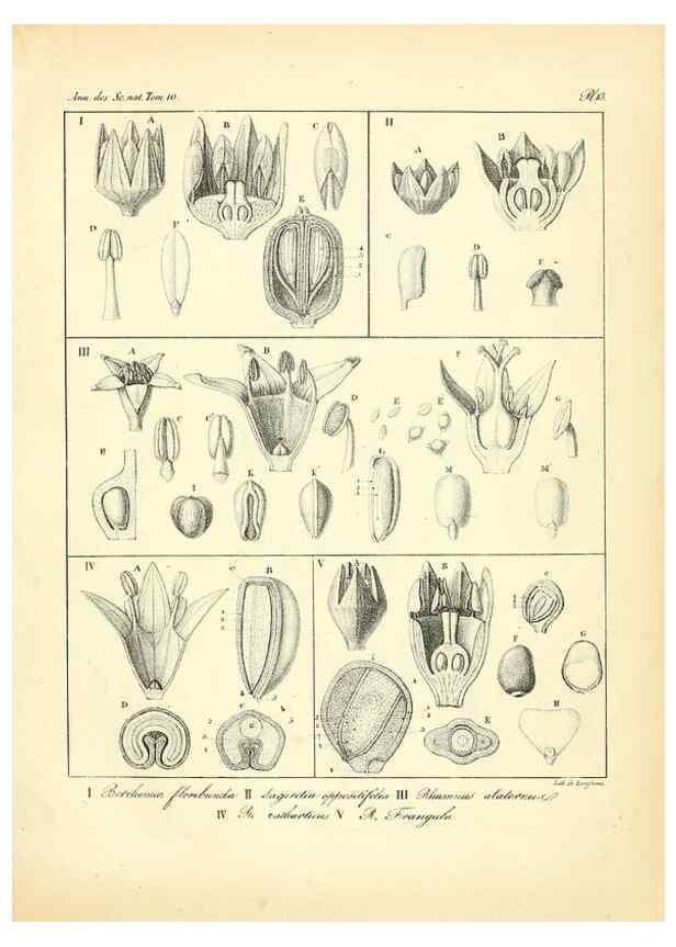 Reproducción/Reproduction 49773326731: Annales des sciences naturelles :. Paris :Crochard. 
