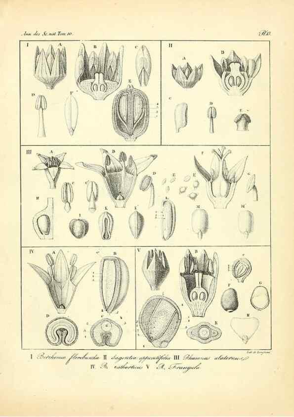 Reproducción/Reproduction 49773326731: Annales des sciences naturelles :. Paris :Crochard. 