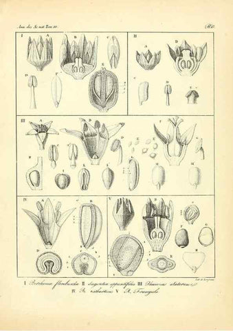 Reproducción/Reproduction 49773326731: Annales des sciences naturelles :. Paris :Crochard. 