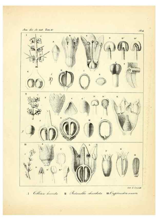 Reproducción/Reproduction 49773327041: Annales des sciences naturelles :. Paris :Crochard. 