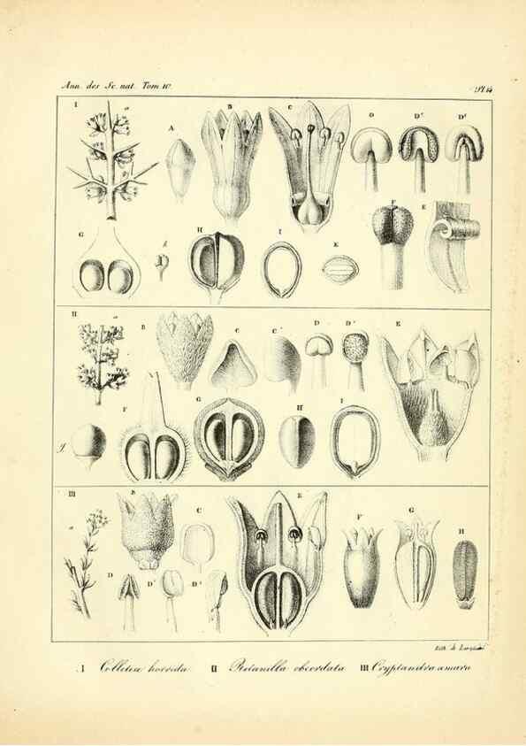 Reproducción/Reproduction 49773327041: Annales des sciences naturelles :. Paris :Crochard. 