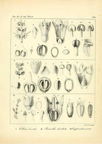 Reproducción/Reproduction 49773327041: Annales des sciences naturelles :. Paris :Crochard. 
