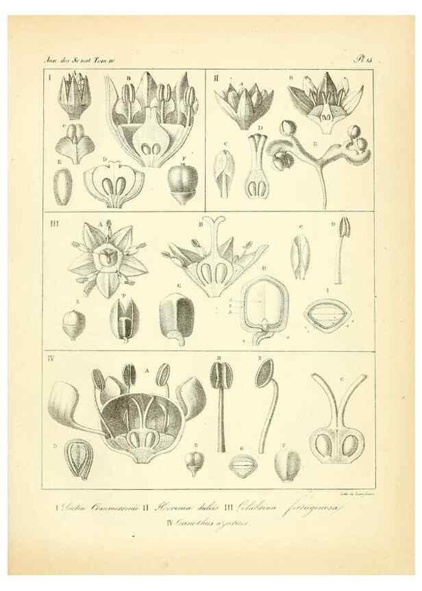 Reproducción/Reproduction 49772795858: Annales des sciences naturelles :. Paris :Crochard. 