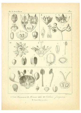 Reproducción/Reproduction 49772795858: Annales des sciences naturelles :. Paris :Crochard. 