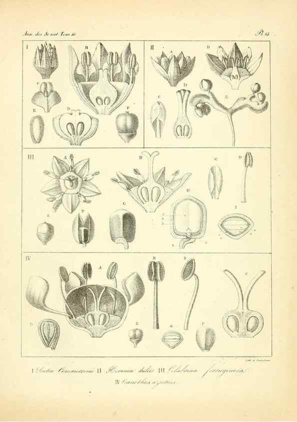 Reproducción/Reproduction 49772795858: Annales des sciences naturelles :. Paris :Crochard. 