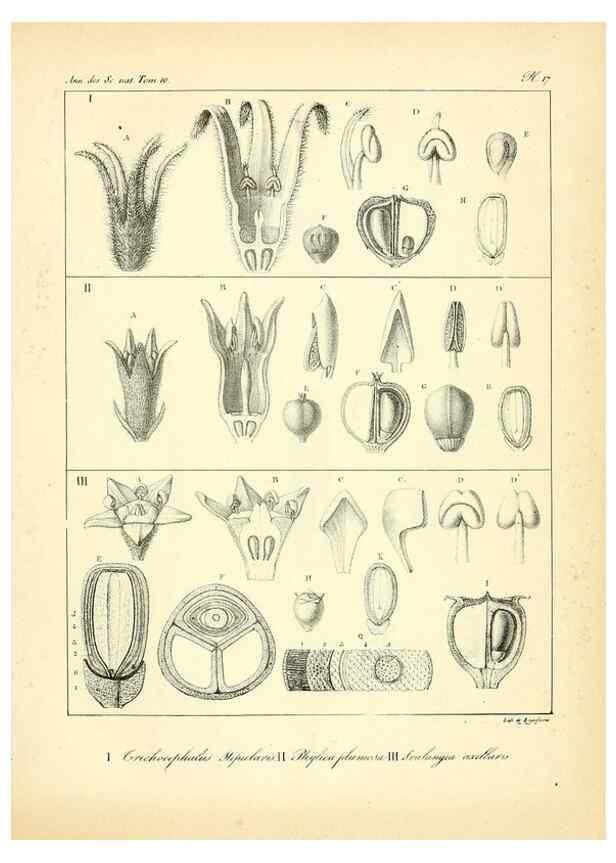 Reproducción/Reproduction 49772796403: Annales des sciences naturelles :. Paris :Crochard. 