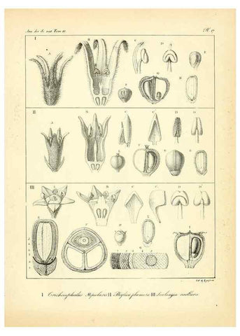 Reproducción/Reproduction 49772796403: Annales des sciences naturelles :. Paris :Crochard. 
