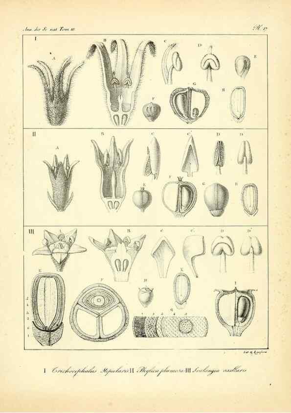 Reproducción/Reproduction 49772796403: Annales des sciences naturelles :. Paris :Crochard. 