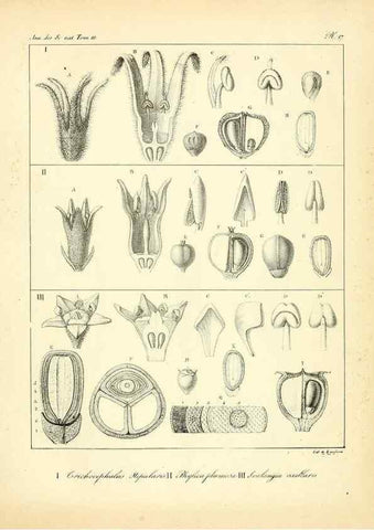 Reproducción/Reproduction 49772796403: Annales des sciences naturelles :. Paris :Crochard. 