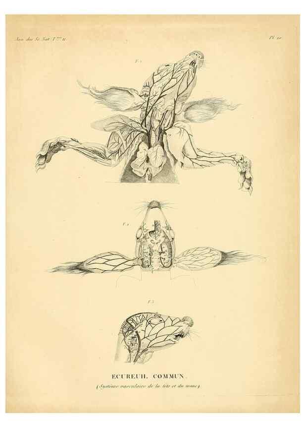 Reproducción/Reproduction 49772797078: Annales des sciences naturelles :. Paris :Crochard. 