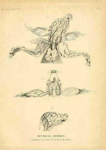 Reproducción/Reproduction 49772797078: Annales des sciences naturelles :. Paris :Crochard. 