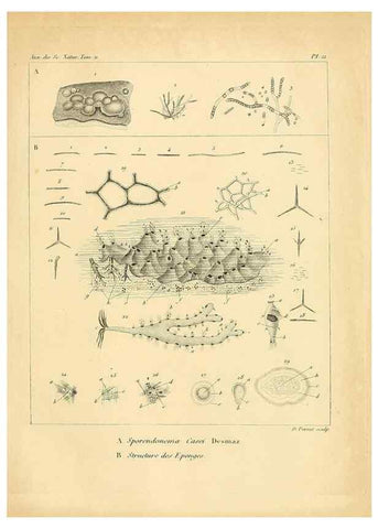Reproducción/Reproduction 49772797528: Annales des sciences naturelles :. Paris :Crochard. 