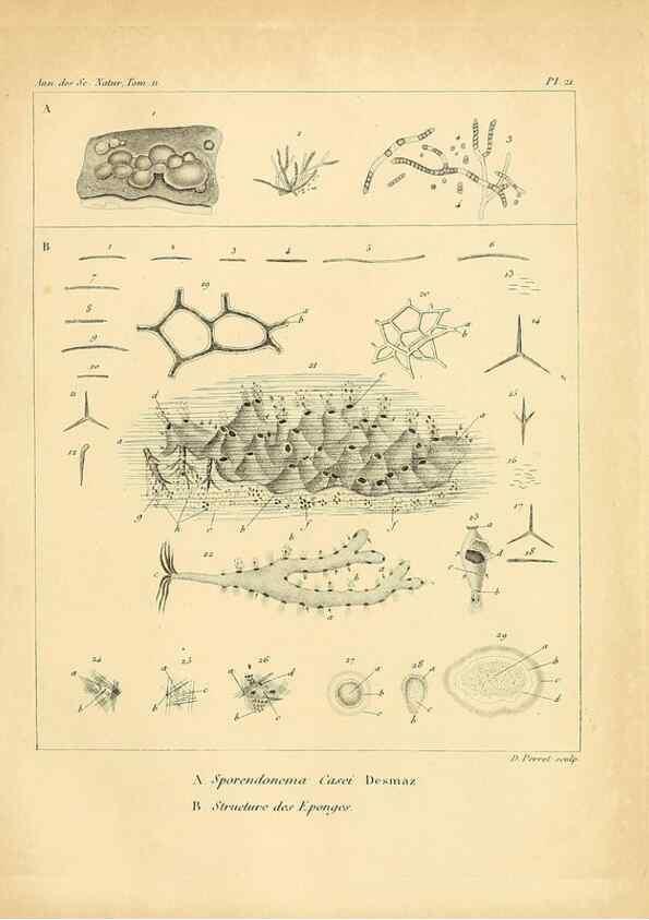 Reproducción/Reproduction 49772797528: Annales des sciences naturelles :. Paris :Crochard. 