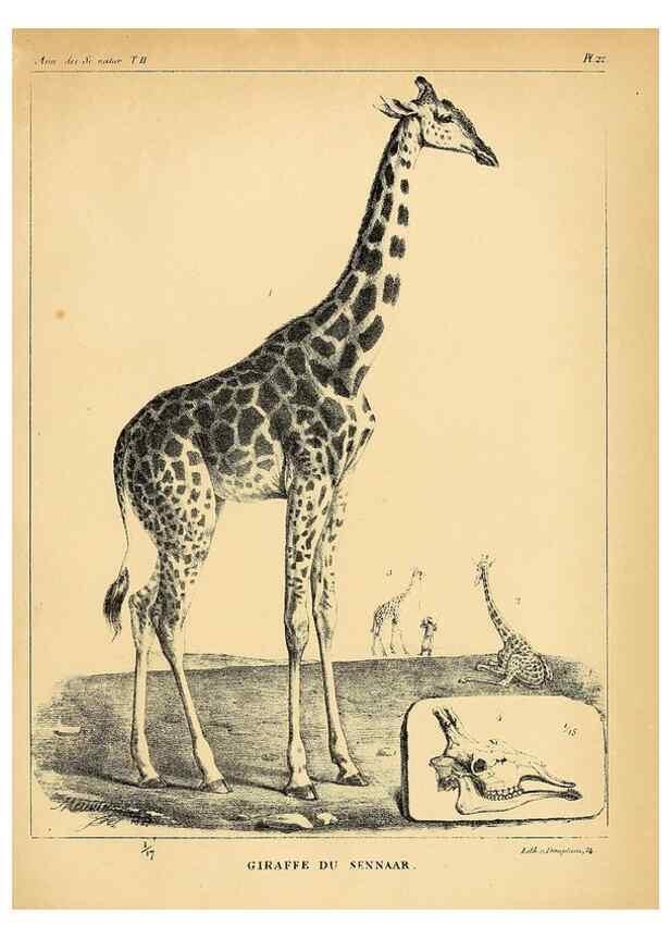 Reproducción/Reproduction 49772798118: Annales des sciences naturelles :. Paris :Crochard. 