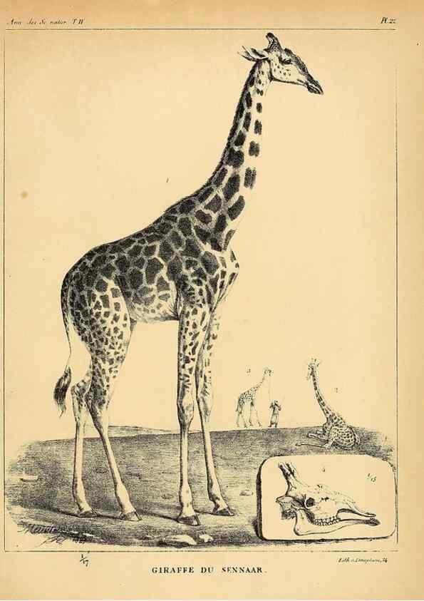 Reproducción/Reproduction 49772798118: Annales des sciences naturelles :. Paris :Crochard. 