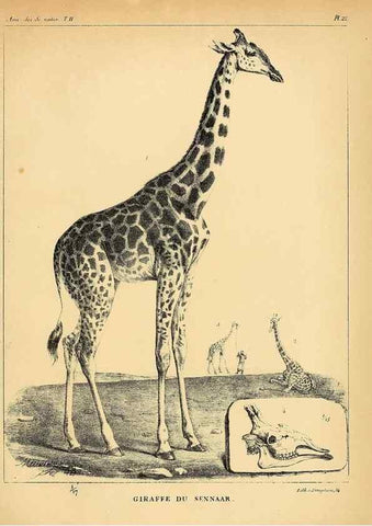 Reproducción/Reproduction 49772798118: Annales des sciences naturelles :. Paris :Crochard. 