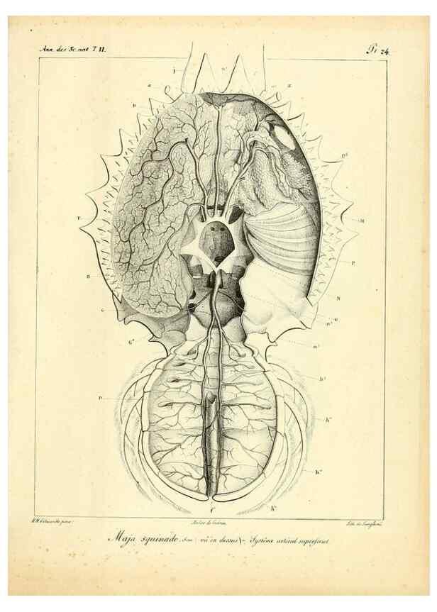 Reproducción/Reproduction 49772798573: Annales des sciences naturelles :. Paris :Crochard. 