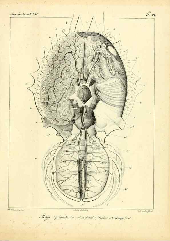 Reproducción/Reproduction 49772798573: Annales des sciences naturelles :. Paris :Crochard. 
