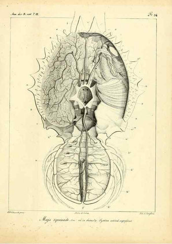 Reproducción/Reproduction 49772798573: Annales des sciences naturelles :. Paris :Crochard. 