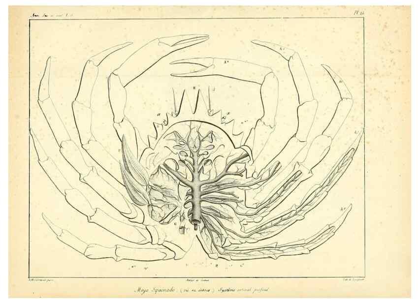 Reproducción/Reproduction 49772798878: Annales des sciences naturelles :. Paris :Crochard. 