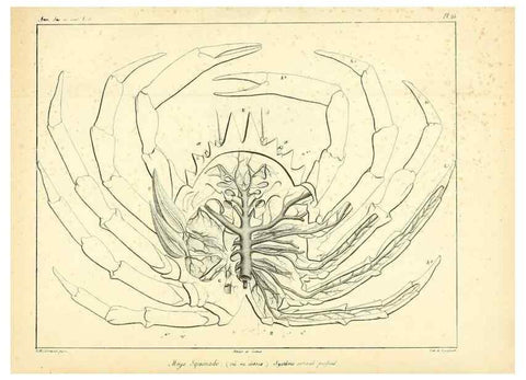 Reproducción/Reproduction 49772798878: Annales des sciences naturelles :. Paris :Crochard. 