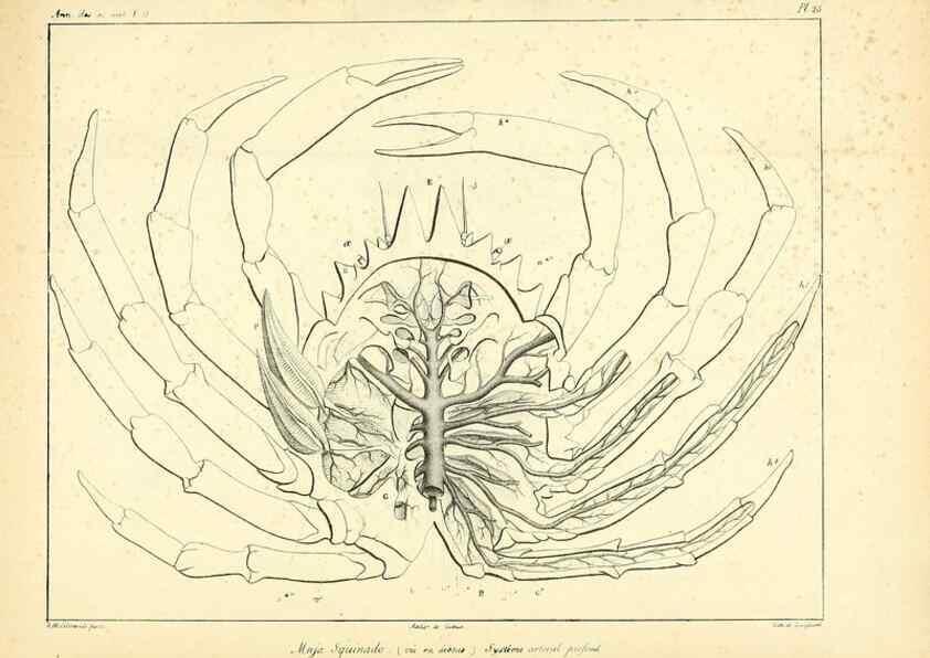 Reproducción/Reproduction 49772798878: Annales des sciences naturelles :. Paris :Crochard. 