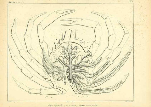 Reproducción/Reproduction 49772798878: Annales des sciences naturelles :. Paris :Crochard. 