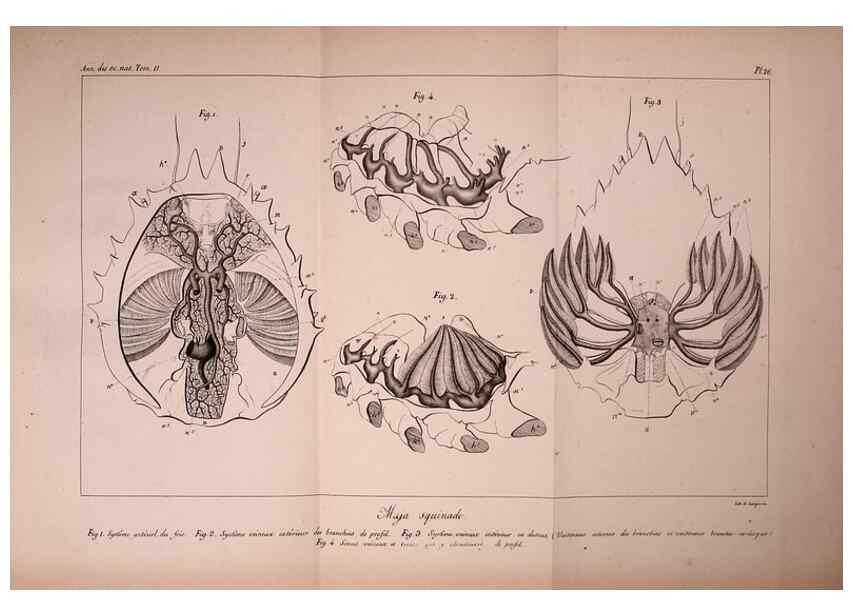 Reproducción/Reproduction 49773658697: Annales des sciences naturelles :. Paris :Crochard. 