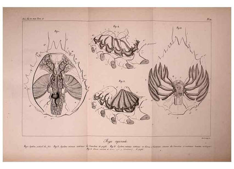 Reproducción/Reproduction 49773658697: Annales des sciences naturelles :. Paris :Crochard. 