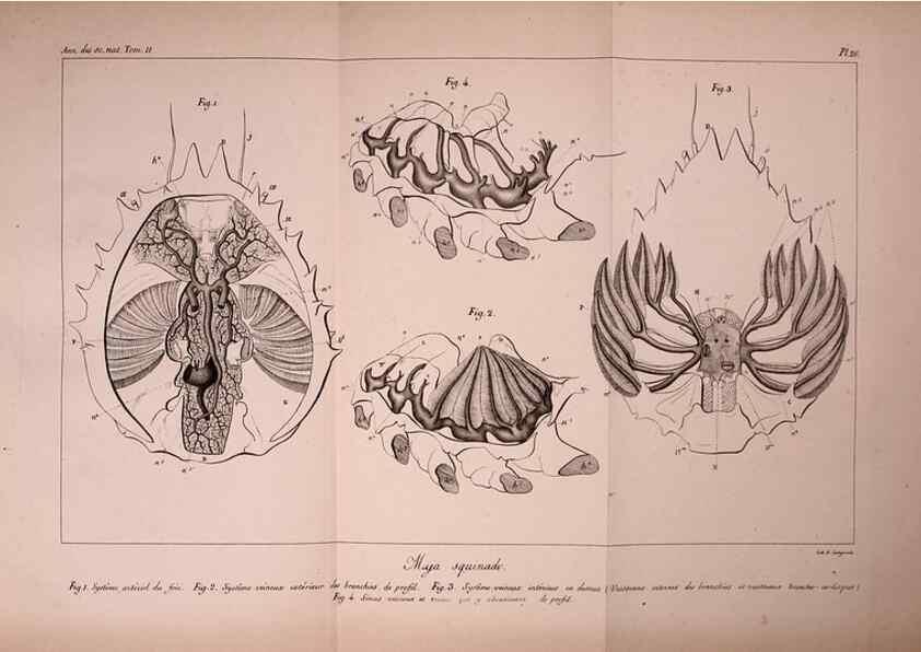 Reproducción/Reproduction 49773658697: Annales des sciences naturelles :. Paris :Crochard. 