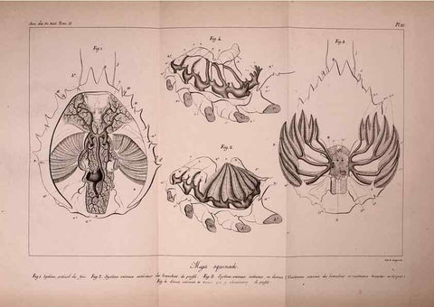 Reproducción/Reproduction 49773658697: Annales des sciences naturelles :. Paris :Crochard. 